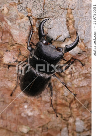Living creatures, insects: Okinawa stag beetle (Dorcus titanus), an Okinawan subspecies of the twelve species of stag beetles found in Japan. Living creatures, insects: Okinawa stag beetle (Dorcus titanus), an Okinawan subspecies of the twelve species of stag beetles found in Japan. 139786581