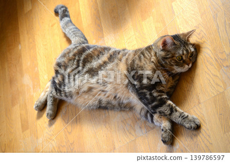 色彩繽紛的單槓 色彩繽紛的單槓 139786597