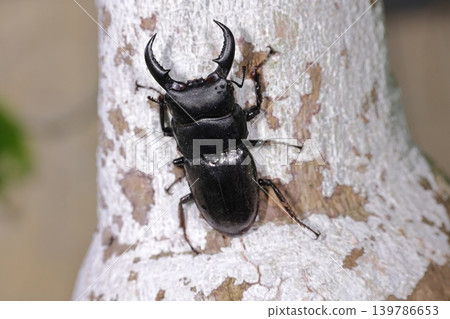 Living creature, insect: Okinawa stag beetle, a male with impressive large mandibles. Its body length is about 50 mm. 139786653