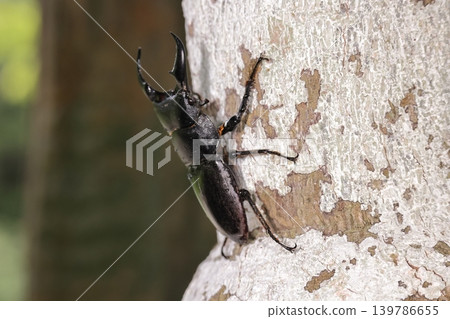 Living creatures, insects: Okinawa stag beetle, found in Yanbaru in May. It was perched on a tree next to a rest area on a walking trail. Living creatures, insects: Okinawa stag beetle, found in Yanbaru in May. It was perched on a tree next to a rest area on a walking trail. 139786655