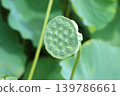 A blurred shot of the lotus receptacle in the cluster of lotus flowers at the Kano Lotus Garden. 139786661