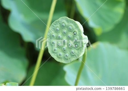 卡諾蓮花園中蓮花簇中的蓮蓬的模糊照片。 139786661