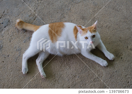 the cat on the wall the cat on the wall 139786673