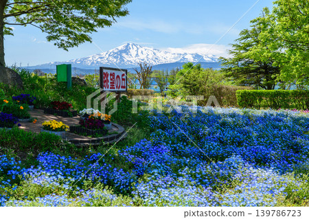 Hills covered in nemophila flowers and Mount Chokai, Akita Prefecture Hills covered in nemophila flowers and Mount Chokai, Akita Prefecture 139786723