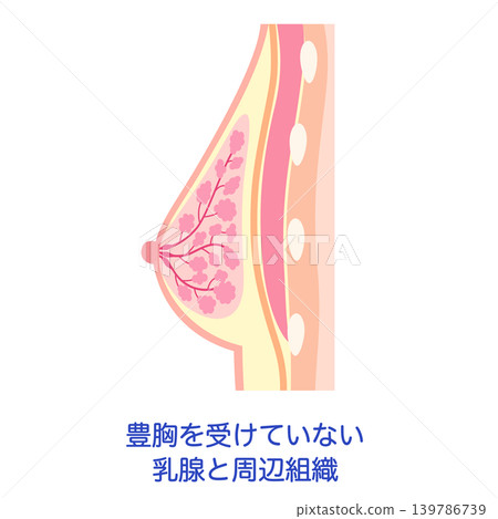 乳房橫切面圖,顯示未進行隆乳手術的乳房和周圍組織。 乳房橫切面圖,顯示未進行隆乳手術的乳房和周圍組織。 139786739