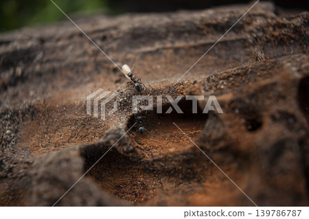 An ant with egg in the bark of a tree. An ant with egg in the bark of a tree. 139786787