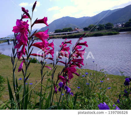 Vibrant pink gladiolus blooming by the river and the surrounding mountains Vibrant pink gladiolus blooming by the river and the surrounding mountains 139786826