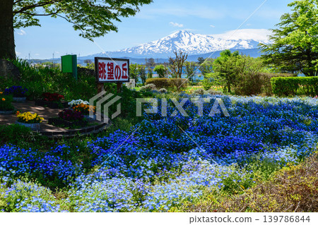 春日：秋田縣鳥海山，殘雪未消，山坡上開滿了粉蝶花。 139786844