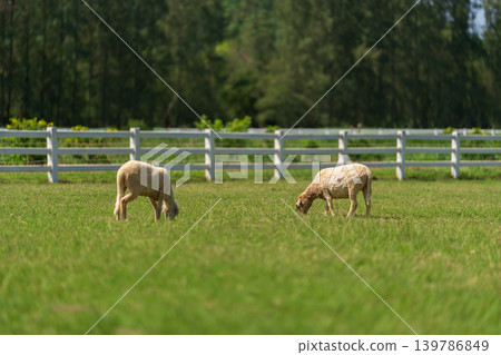 sheep on the meadow eating grass on field sheep on the meadow eating grass on field 139786849