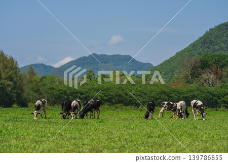 dairy cows in the wild grazing fresh green grass in spring dairy cows in the wild grazing fresh green grass in spring 139786855