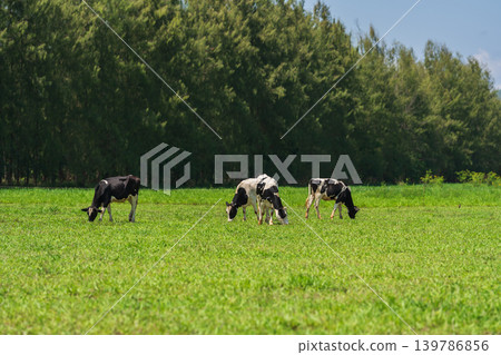 dairy cows in the wild grazing fresh green grass in spring 139786856