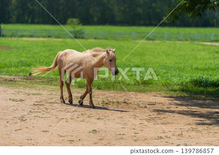 white horse walking in grass field white horse walking in grass field 139786857