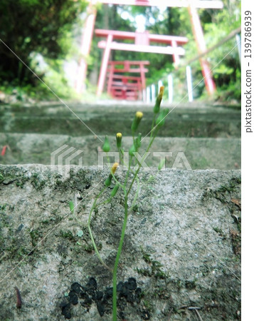 一朵黃色小花從神社石階的裂縫中生長出來,背景是延伸出去的鳥居。 一朵黃色小花從神社石階的裂縫中生長出來,背景是延伸出去的鳥居。 139786939