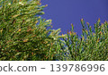 Melaleuca bracteata macro leaves small world	 139786996