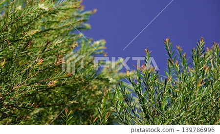 leaf, tea, green 139786996
