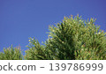 Melaleuca bracteata macro leaves small world	 139786999