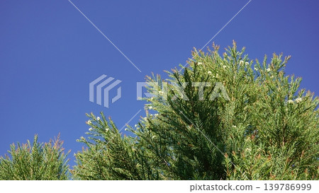 Melaleuca bracteata macro leaves small world Melaleuca bracteata macro leaves small world 139786999