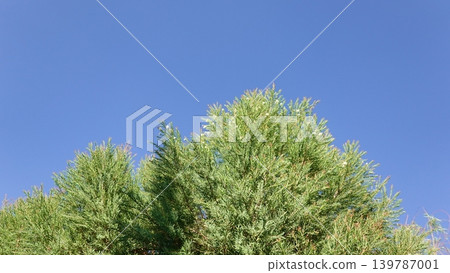 Melaleuca bracteata macro leaves small world Melaleuca bracteata macro leaves small world 139787001