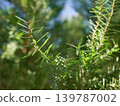 Melaleuca bracteata macro leaves small world	 139787002