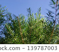 Melaleuca bracteata macro leaves small world	 139787003