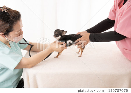 獸醫和護士正在檢查一隻吉娃娃犬。 獸醫和護士正在檢查一隻吉娃娃犬。 139787076