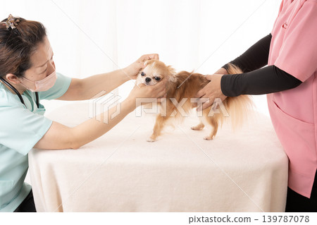 Veterinarian and nurse examining a Chihuahua 139787078