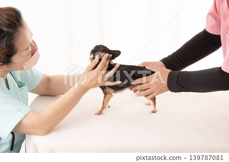 獸醫和護士正在檢查一隻吉娃娃犬。 獸醫和護士正在檢查一隻吉娃娃犬。 139787081
