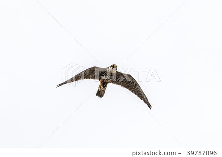 Base station and Eurasian Hobby Base station and Eurasian Hobby 139787096