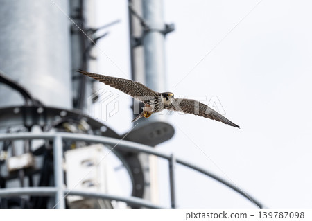 Base station and Eurasian Hobby Base station and Eurasian Hobby 139787098