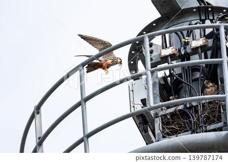 What are the housing conditions like for the Eurasian Hobby? What are the housing conditions like for the Eurasian Hobby? 139787174