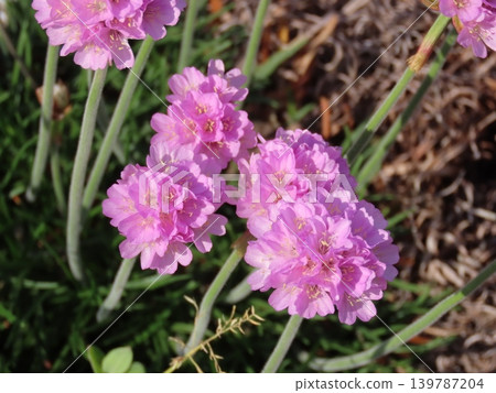 Pink Armeria that blooms in spring Pink Armeria that blooms in spring 139787204