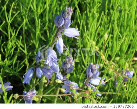 藍鈴花(Scilla campanulata),一種在初夏盛開的藍紫色花朵。 藍鈴花(Scilla campanulata),一種在初夏盛開的藍紫色花朵。 139787206