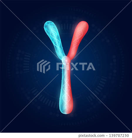 Chromosome Y realistic shape model with translucent polygon on dark blue background. Medical science technology. Artificial genetic engineering or gene editing concept. Vector EPS10. Chromosome Y realistic shape model with translucent polygon on dark blue background. Medical science technology. Artificial genetic engineering or gene editing concept. Vector EPS10. 139787230