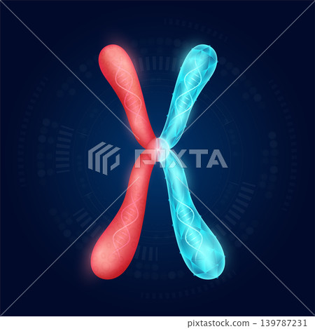 Chromosome X realistic shape model with translucent polygon on dark blue background. Medical science technology. Artificial genetic engineering or gene editing concept. Vector EPS10. Chromosome X realistic shape model with translucent polygon on dark blue background. Medical science technology. Artificial genetic engineering or gene editing concept. Vector EPS10. 139787231