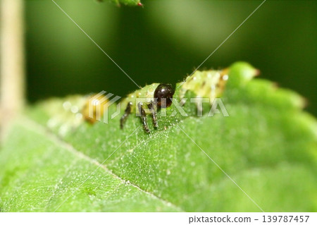 Young sawfly larvae feeding on wild rose leaves Young sawfly larvae feeding on wild rose leaves 139787457