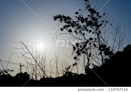 Backlit grassland landscape Backlit grassland landscape 139787530