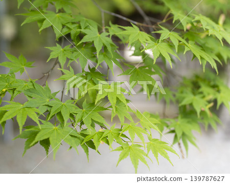 充滿活力的春綠色楓葉 充滿活力的春綠色楓葉 139787627