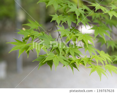 充滿活力的春綠色楓葉 139787628