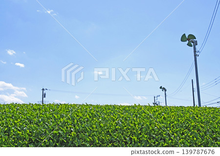 Green tea fields with frost protection fans against a clear May sky. Green tea fields with frost protection fans against a clear May sky. 139787676