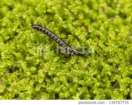 Millipede walking on moss Millipede walking on moss 139787735