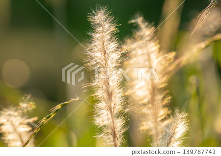 Grass shining in the backlight 139787741