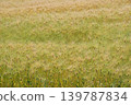 Wheat field 139787834