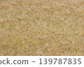 Wheat field 139787835