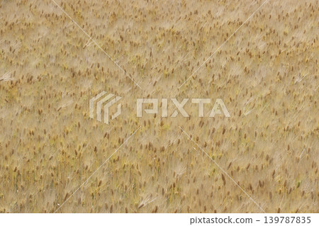 Wheat field Wheat field 139787835