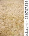 Wheat field 139787836