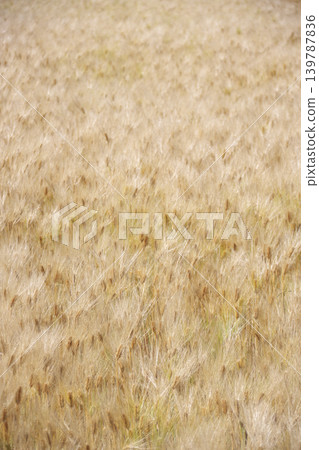 Wheat field Wheat field 139787836
