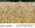 Wheat field 139787837