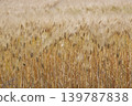 Wheat field 139787838