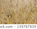 Wheat field 139787839