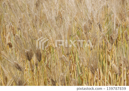 Wheat field Wheat field 139787839